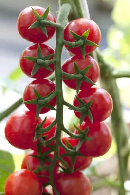 Solanum lycopersicum (Tomaat) - afbeelding 49