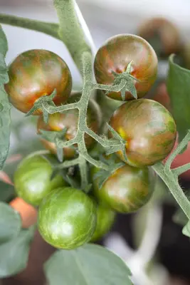Solanum lycopersicum (Tomaat) - afbeelding 50