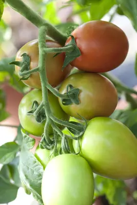 Solanum lycopersicum (Tomaat) - afbeelding 51