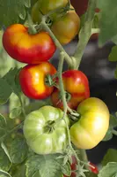 Solanum lycopersicum (Tomaat) - afbeelding 53