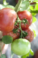 Solanum lycopersicum (Tomaat) - afbeelding 54