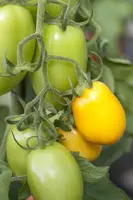 Solanum lycopersicum (Tomaat) - afbeelding 55