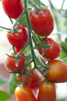 Solanum lycopersicum (Tomaat) - afbeelding 56