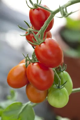 Solanum lycopersicum (Tomaat) - afbeelding 57