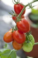 Solanum lycopersicum (Tomaat) - afbeelding 57