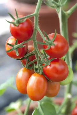 Solanum lycopersicum (Tomaat) - afbeelding 58
