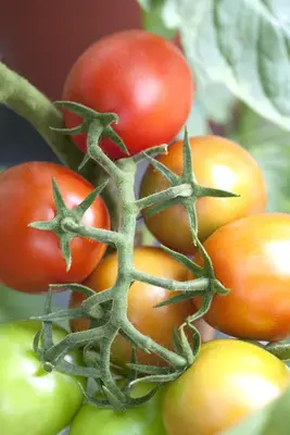 Solanum lycopersicum (Tomaat) - afbeelding 60
