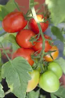 Solanum lycopersicum (Tomaat) - afbeelding 61