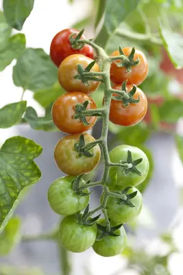 Solanum lycopersicum (Tomaat) - afbeelding 62