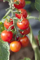 Solanum lycopersicum (Tomaat) - afbeelding 63