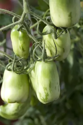 Solanum lycopersicum (Tomaat) - afbeelding 64