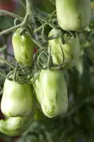 Solanum lycopersicum (Tomaat) - afbeelding 64