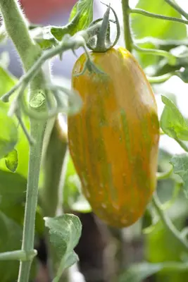 Solanum lycopersicum (Tomaat) - afbeelding 65