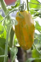 Solanum lycopersicum (Tomaat) - afbeelding 65
