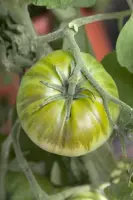 Solanum lycopersicum (Tomaat) - afbeelding 66