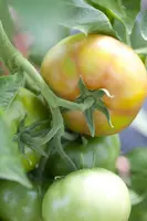 Solanum lycopersicum (Tomaat) - afbeelding 67