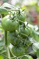 Solanum lycopersicum (Tomaat) - afbeelding 68