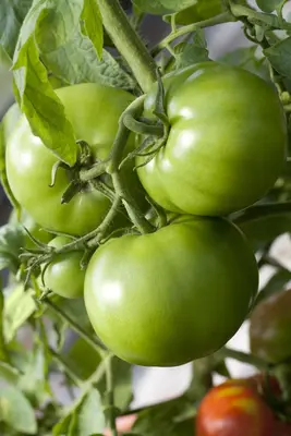Solanum lycopersicum (Tomaat) - afbeelding 69