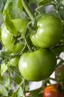 Solanum lycopersicum (Tomaat) - afbeelding 69