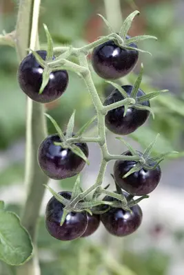 Solanum lycopersicum (Tomaat) - afbeelding 73