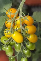 Solanum lycopersicum (Tomaat) - afbeelding 75