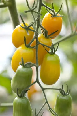 Solanum lycopersicum (Tomaat) - afbeelding 76