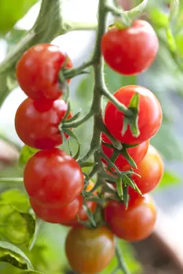 Solanum lycopersicum (Tomaat) - afbeelding 79