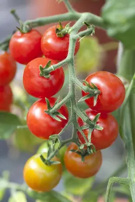 Solanum lycopersicum (Tomaat) - afbeelding 80