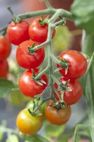 Solanum lycopersicum (Tomaat) - afbeelding 80