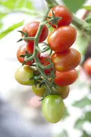 Solanum lycopersicum (Tomaat) - afbeelding 81