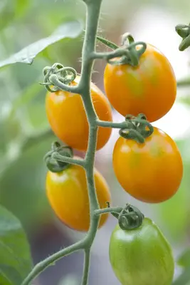 Solanum lycopersicum (Tomaat) - afbeelding 82