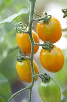 Solanum lycopersicum (Tomaat) - afbeelding 82