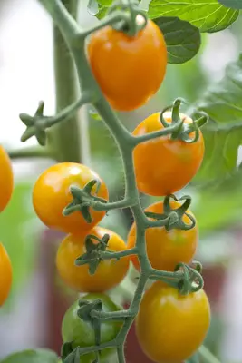 Solanum lycopersicum (Tomaat) - afbeelding 83