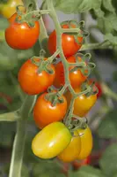 Solanum lycopersicum (Tomaat) - afbeelding 84