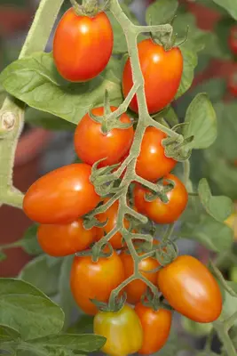 Solanum lycopersicum (Tomaat) - afbeelding 85