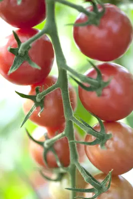 Solanum lycopersicum (Tomaat) - afbeelding 86