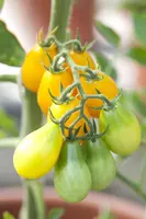 Solanum lycopersicum (Tomaat) - afbeelding 88