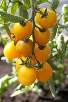 Solanum lycopersicum (Tomaat) - afbeelding 89