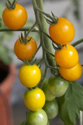 Solanum lycopersicum (Tomaat) - afbeelding 90