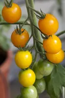 Solanum lycopersicum (Tomaat) - afbeelding 90