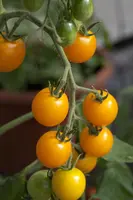 Solanum lycopersicum (Tomaat) - afbeelding 91