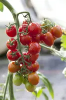 Solanum lycopersicum (Tomaat) - afbeelding 92