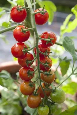 Solanum lycopersicum (Tomaat) - afbeelding 93