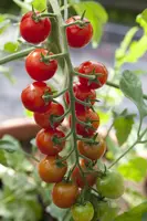 Solanum lycopersicum (Tomaat) - afbeelding 93