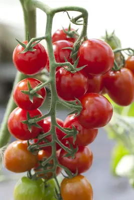 Solanum lycopersicum (Tomaat) - afbeelding 94
