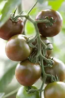 Solanum lycopersicum (Tomaat) - afbeelding 96