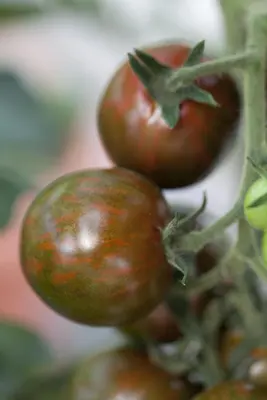 Solanum lycopersicum (Tomaat) - afbeelding 98