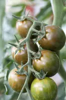Solanum lycopersicum (Tomaat) - afbeelding 100
