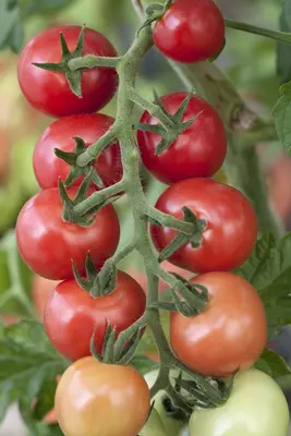 Solanum lycopersicum (Tomaat) - afbeelding 101