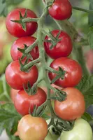 Solanum lycopersicum (Tomaat) - afbeelding 101
